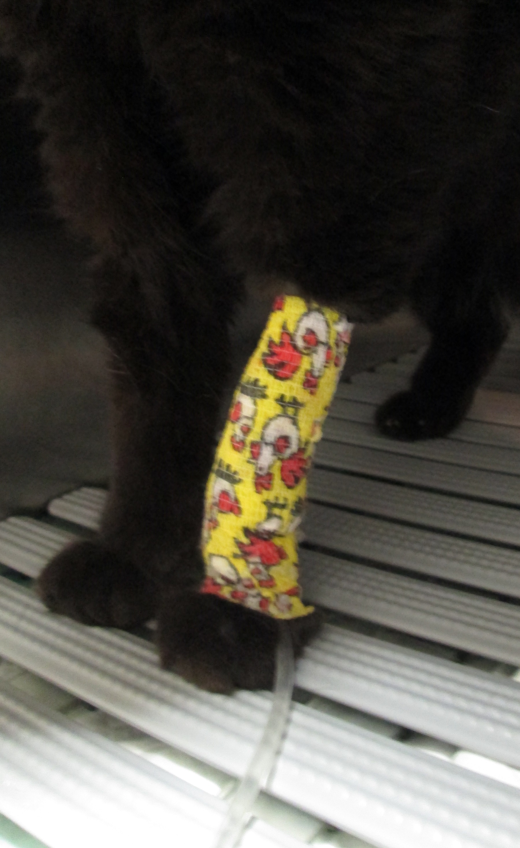 La maladie rénale chronique du chat Cliniques Vétérinaires Rennes et Cesson Sévigné