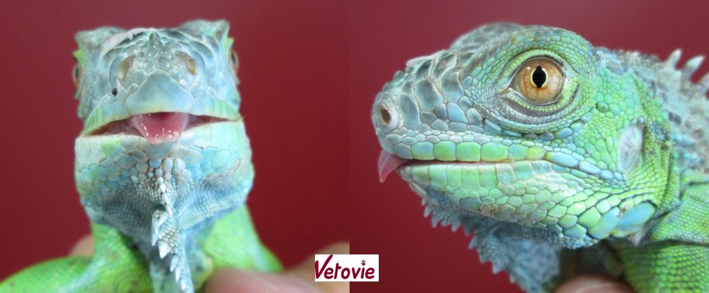 Iguane vert 1 an , ostéodystrophie
