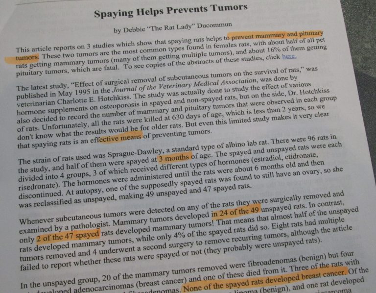 La stérilisation préventive chez la rate Vetovie