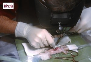 Microchirurgie Gecko