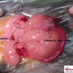Ovario-Hysterectomie Lapine
