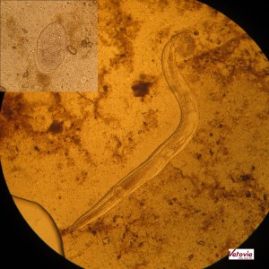 Oeuf et larve de strongles sur une Testudo Graeca Ibaeria