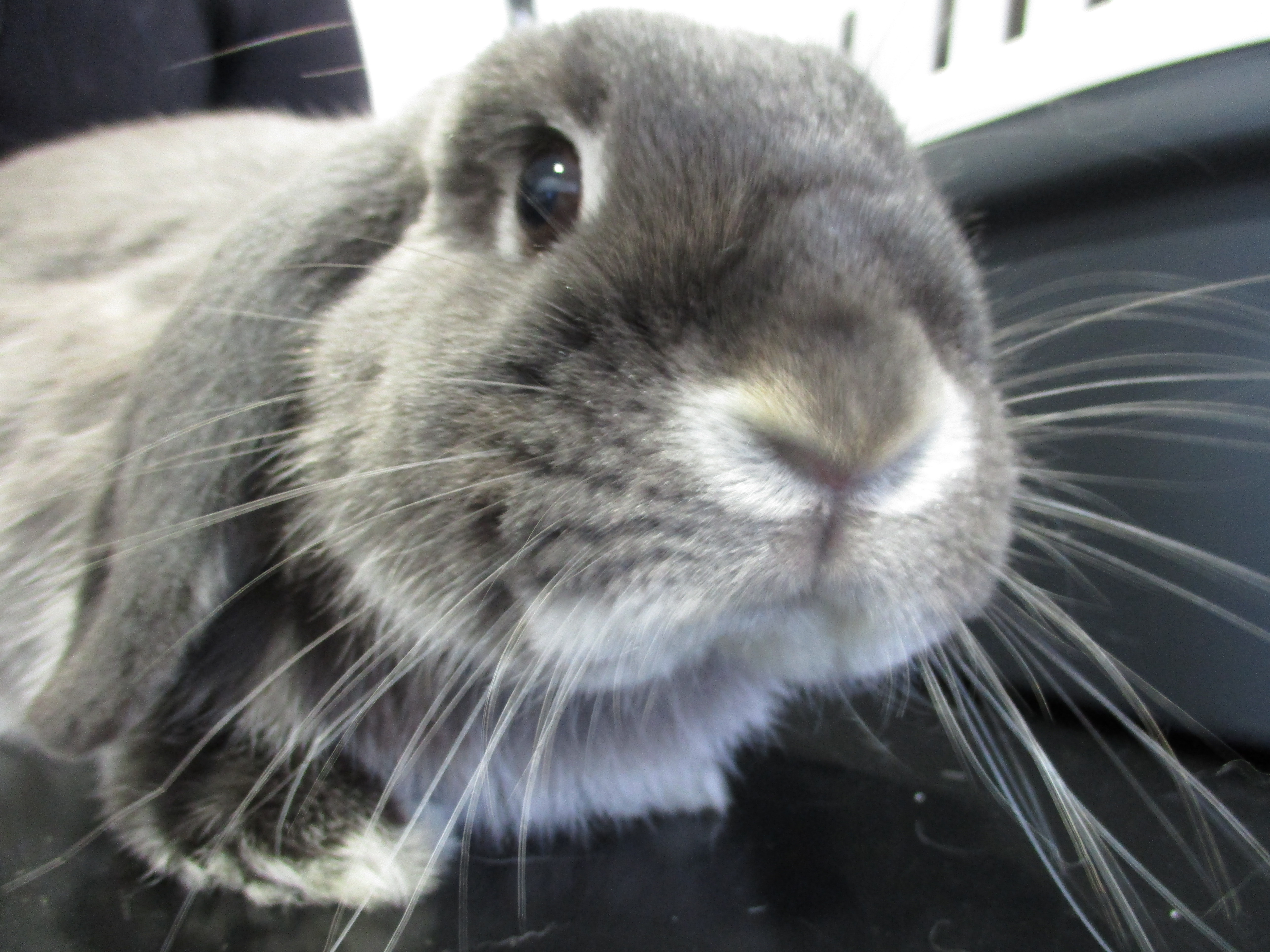 Le lapin devient le 3ème animal de compagnie et bénéficie