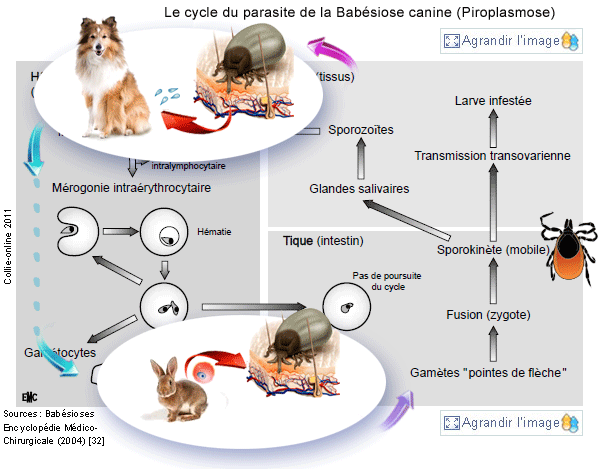 Жизненный цикл бабезии схема