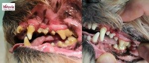 Avant Après détartrage polissage sur le dents d'un chien
