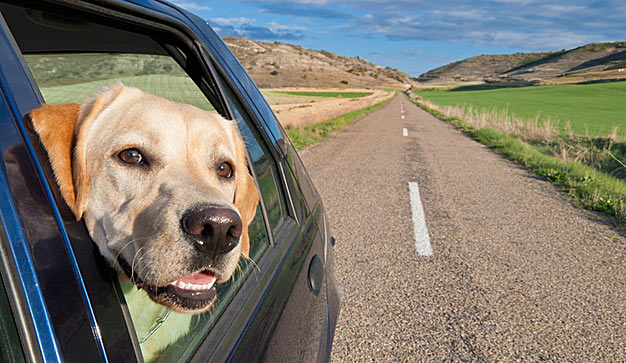Préparer ses vacances avec son animal de compagnie Vetovie