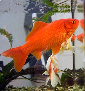 290px goldfish3